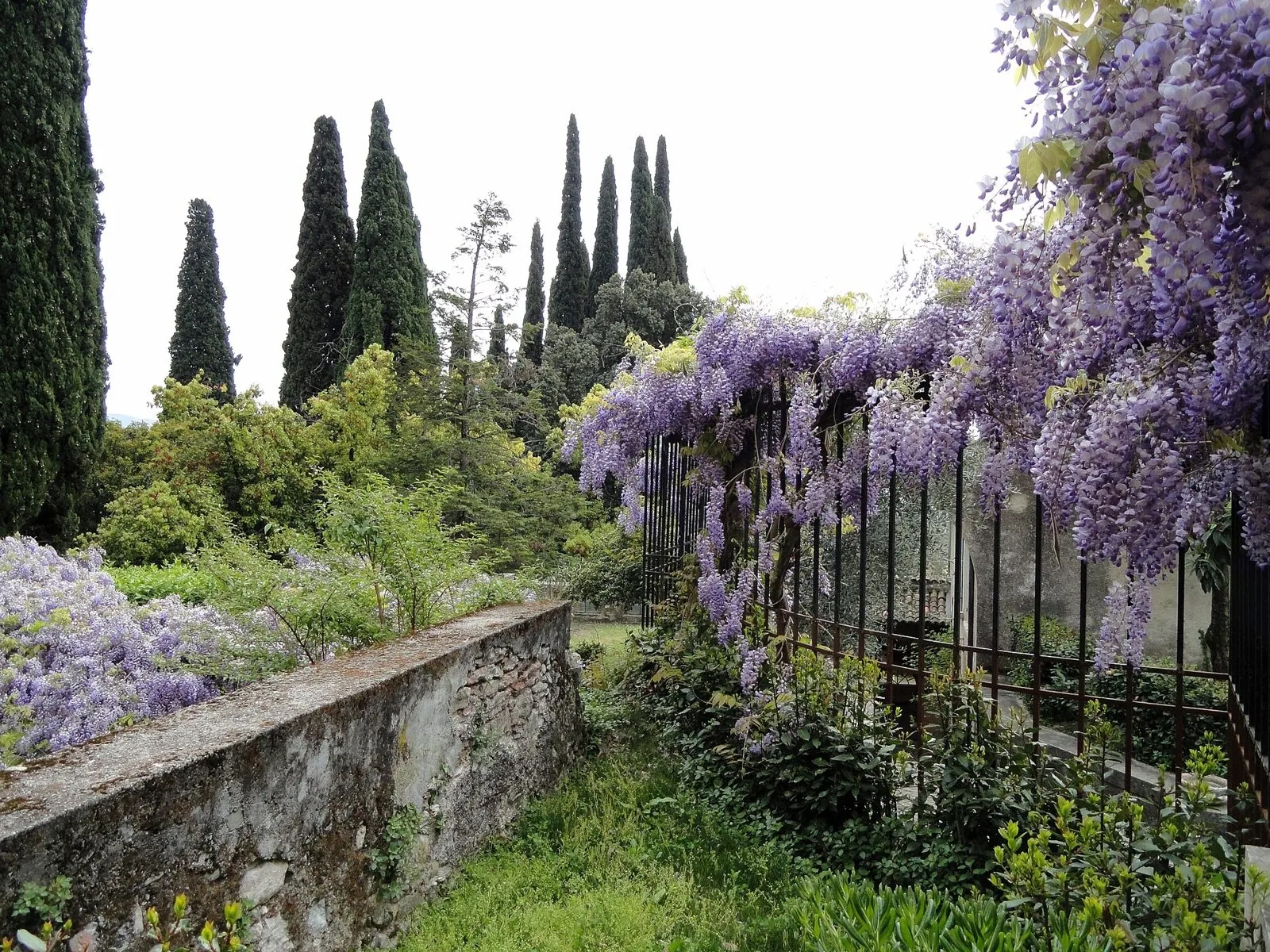 Glicine in piena fioritura primaverile lungo una cancellata del Vittoriale, tra cipressi e giardini